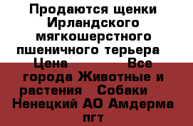 Продаются щенки Ирландского мягкошерстного пшеничного терьера › Цена ­ 30 000 - Все города Животные и растения » Собаки   . Ненецкий АО,Амдерма пгт